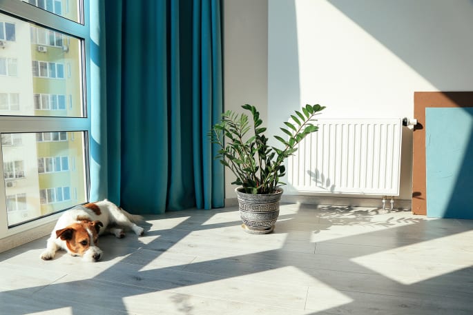 Comfort hond