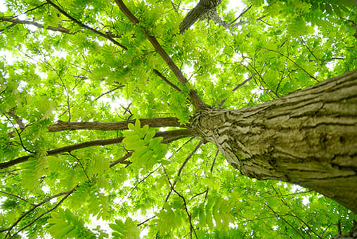 Het bos is een koolstofput