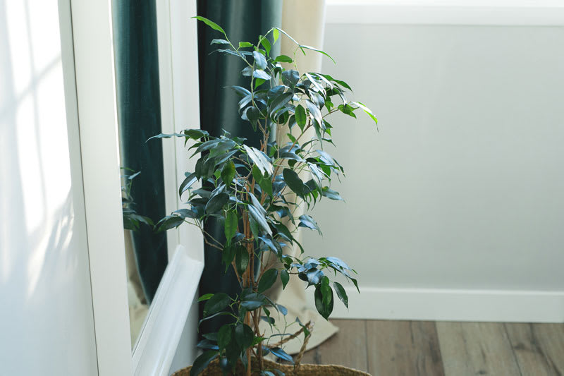 Ficus benjamina