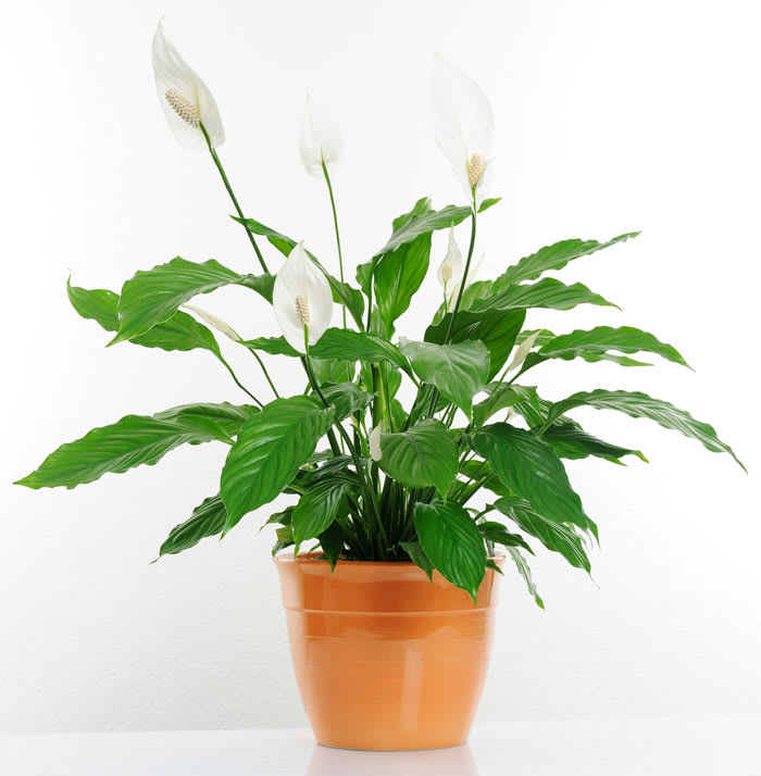 Le spathiphyllum ou Fleur de lune