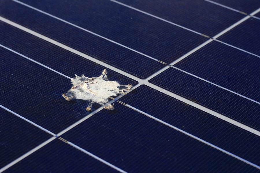 zp_zonnepanelen_fotovoltaïsche installatie_onderhoud_reinigen_rendement_vogelpoep_hardnekkig_vuil