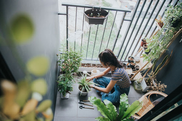 5 planten die je huis in de zomer lekker koel houden