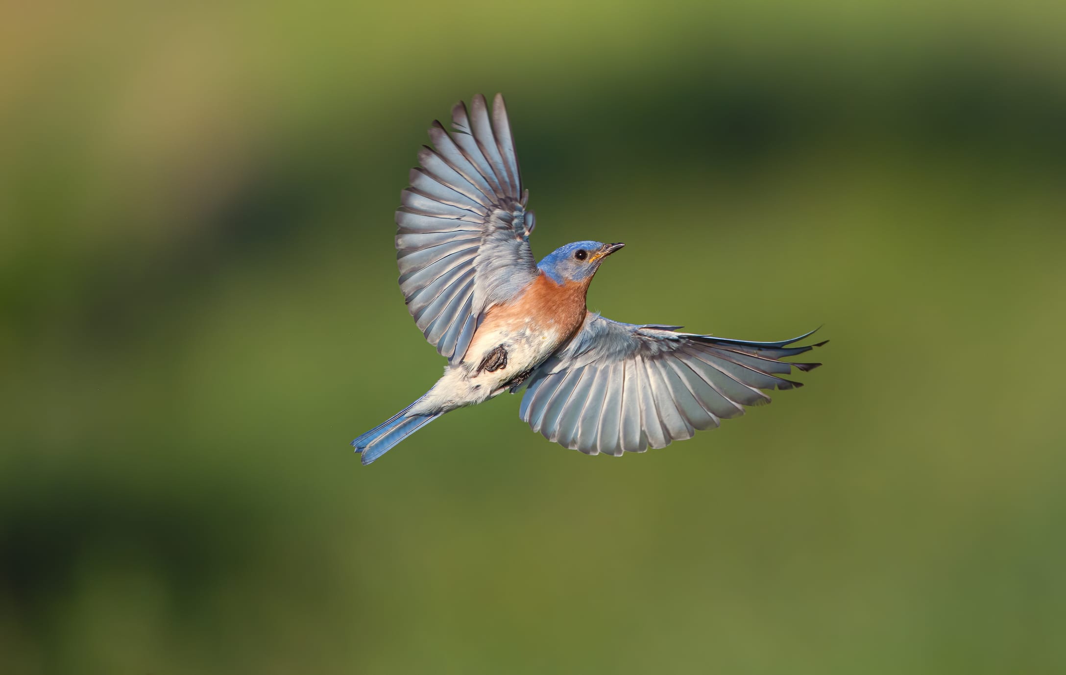 Hoe maak je van je tuin een vogelparadijs?