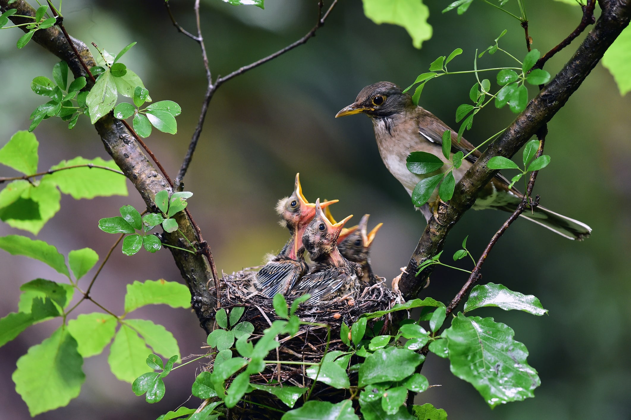 vogels_tuin_voeden_nest_maken_biodiversiteit_volgeltrek_voederbakje_nestkastje_planten_insecten_zaadjes_haag_bloemen_ecologie_soorten_bescherming_diversiteit_pesticiden_inzet_MVO_planeet