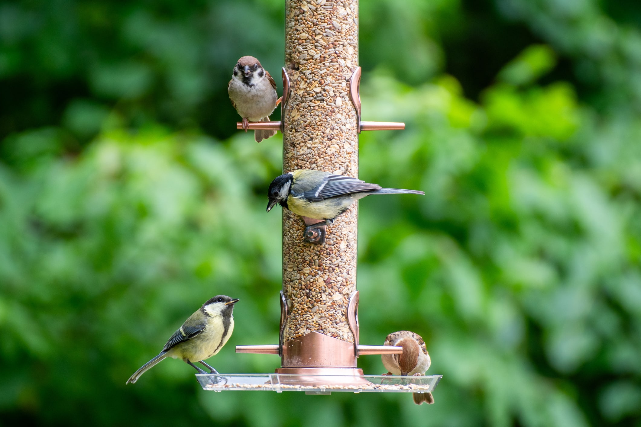 vogels_tuin_voeden_nest_maken_biodiversiteit_volgeltrek_voederbakje_nestkastje_planten_insecten_zaadjes_haag_bloemen_ecologie_soorten_bescherming_diversiteit_pesticiden_inzet_MVO_planeet