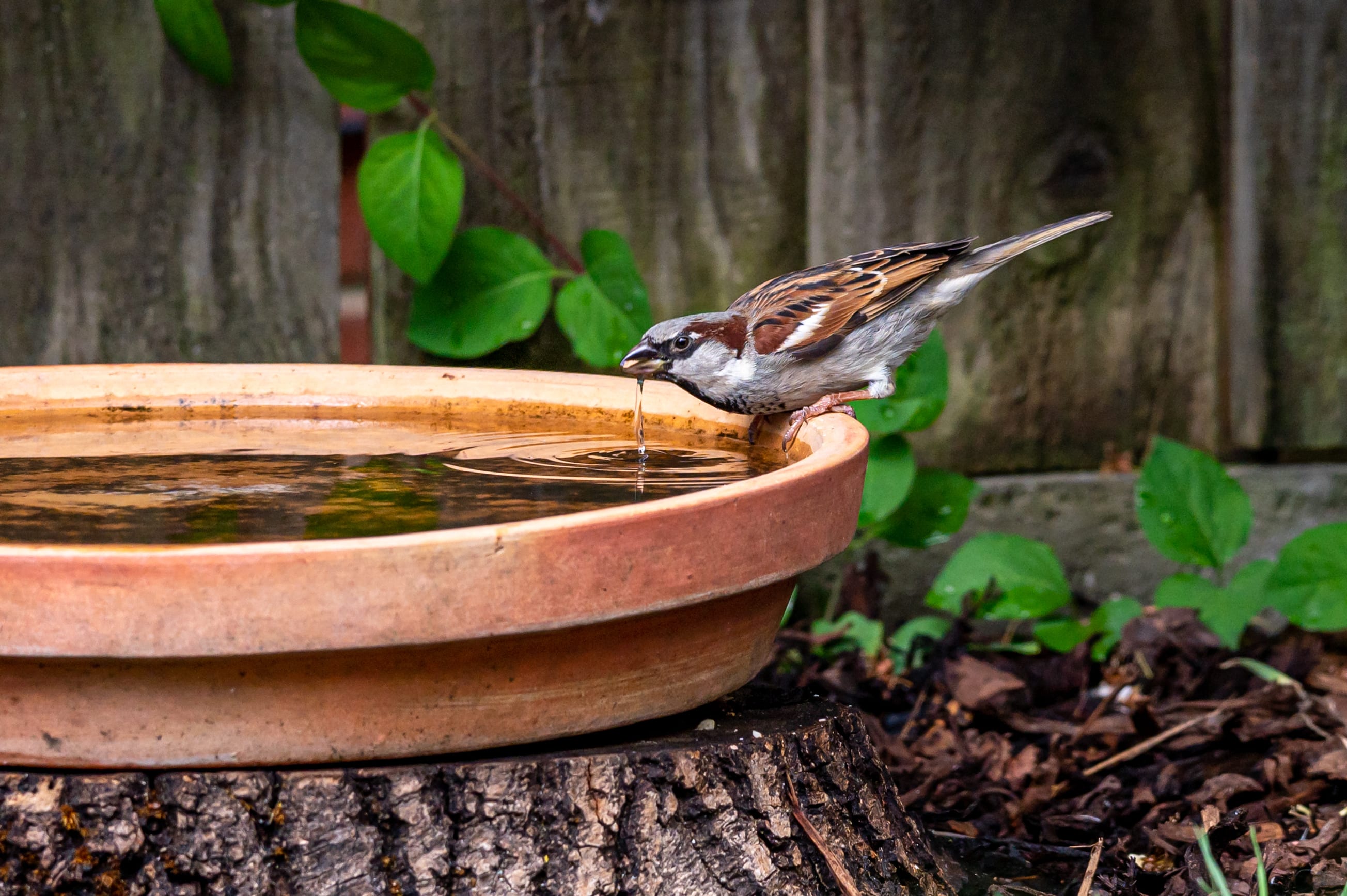 vogels_tuin_voeden_nest_maken_biodiversiteit_volgeltrek_voederbakje_nestkastje_planten_insecten_zaadjes_haag_bloemen_ecologie_soorten_bescherming_diversiteit_pesticiden_inzet_MVO_planeet